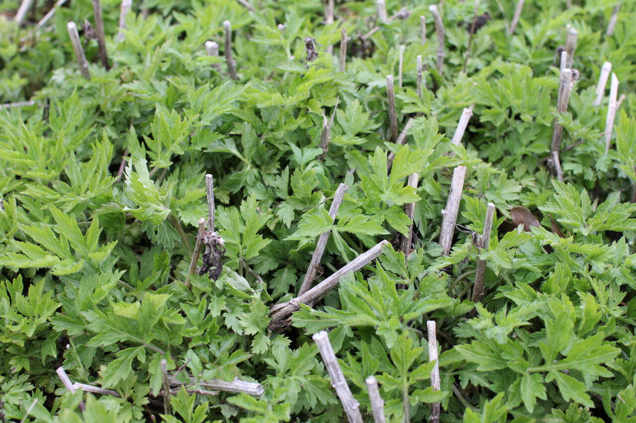Pelyněk 'Elfenbein' Artemisia lactiflora 'Elfenbein' Zahradnictví FLOS