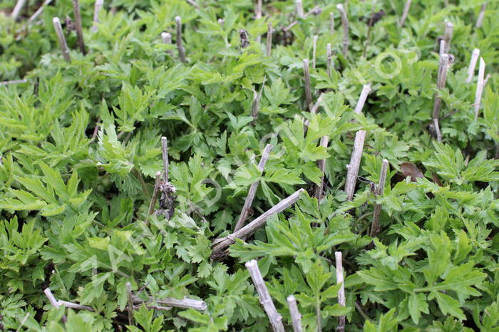 Pelyněk 'Elfenbein' - Artemisia lactiflora 'Elfenbein'