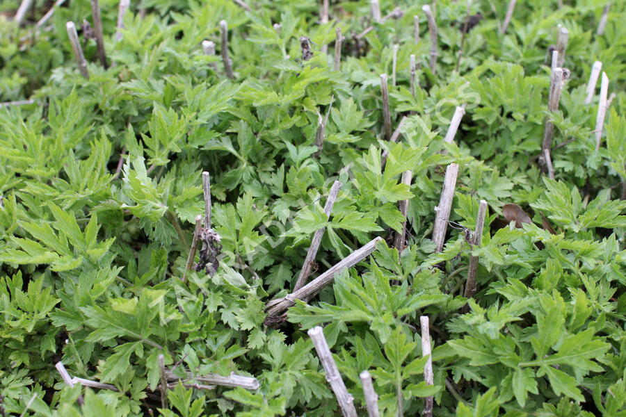 Pelyněk 'Elfenbein' - Artemisia lactiflora 'Elfenbein'