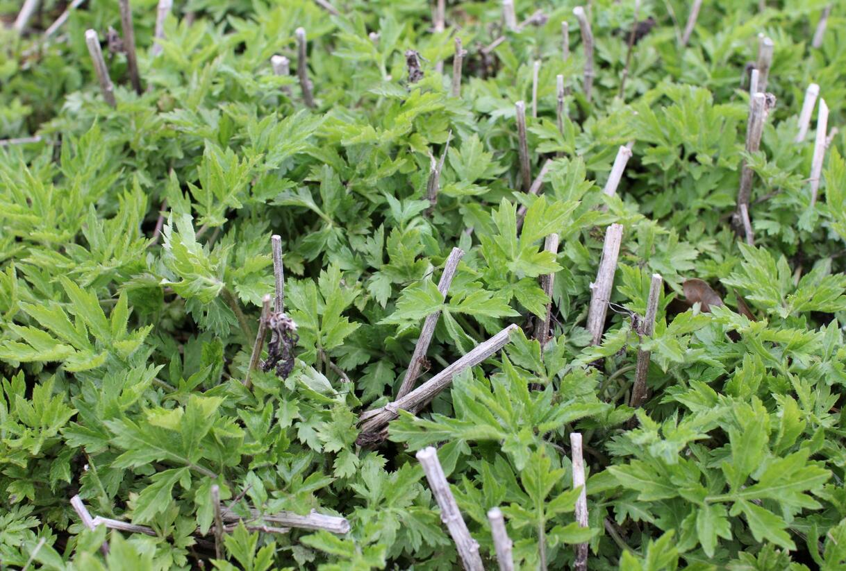 Pelyněk 'Elfenbein' - Artemisia lactiflora 'Elfenbein'