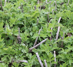 Pelyněk 'Elfenbein' - Artemisia lactiflora 'Elfenbein'