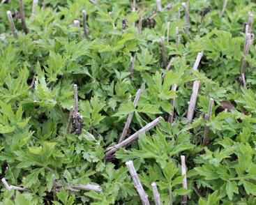 Pelyněk 'Elfenbein'