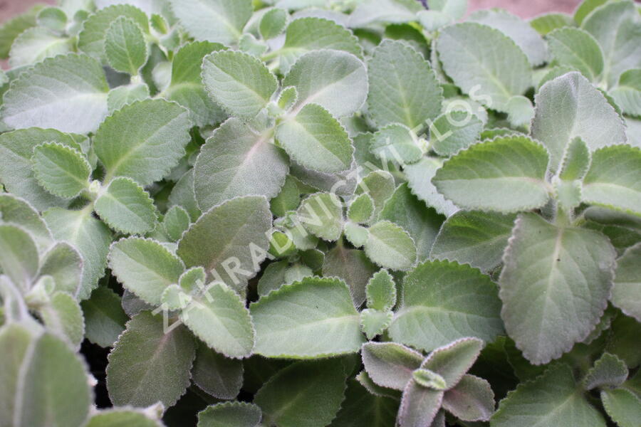 Rýmovník citronový - Plectranthus amboinicus