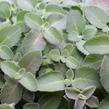 Rýmovník citronový - Plectranthus amboinicus