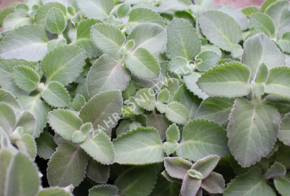 Rýmovník citronový - Plectranthus amboinicus