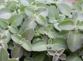 Rýmovník citronový - Plectranthus amboinicus