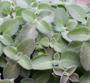 Rýmovník citronový - Plectranthus amboinicus