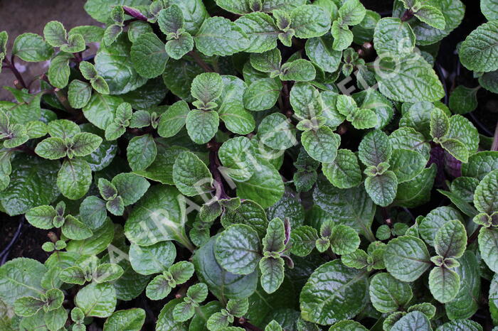 Rýmovník, moud keřovitý 'Nikki' - Plectranthus frutiosus 'Nikki'