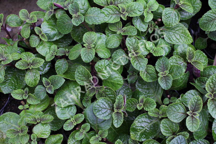 Rýmovník, moud keřovitý 'Nikki' - Plectranthus frutiosus 'Nikki'