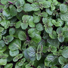 Rýmovník, moud keřovitý 'Nikki' - Plectranthus frutiosus 'Nikki'