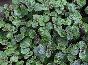 Rýmovník, moud keřovitý 'Nikki' - Plectranthus frutiosus 'Nikki'