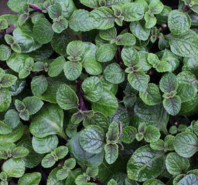 Rýmovník, moud keřovitý 'Nikki' - Plectranthus frutiosus 'Nikki'