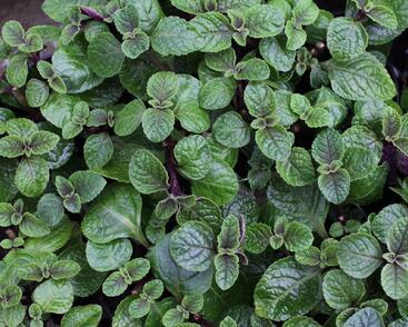 Rýmovník, moud keřovitý 'Nikki'