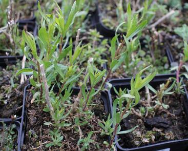 Pelyněk estragon 'Senior'