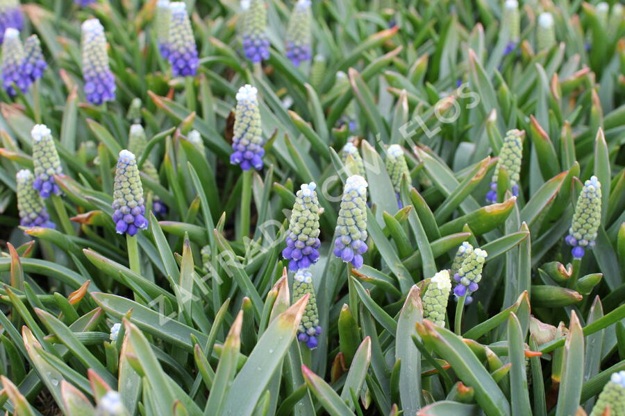 Modřenec arménský 'Touch of Snow' - Muscari armeniacum 'Touch of Snow'