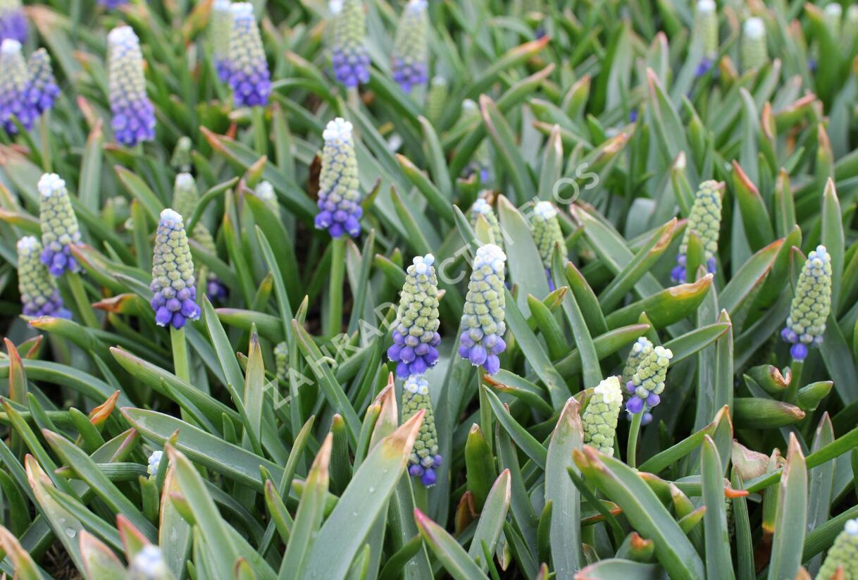 Modřenec arménský 'Touch of Snow' - Muscari armeniacum 'Touch of Snow'