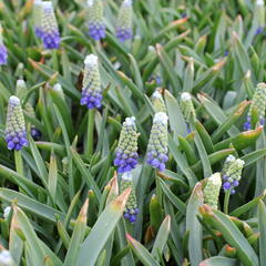 Modřenec arménský 'Touch of Snow' - Muscari armeniacum 'Touch of Snow'