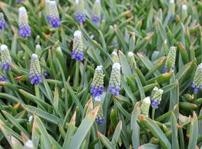 Modřenec arménský 'Touch of Snow' - Muscari armeniacum 'Touch of Snow'