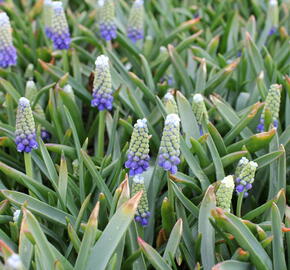 Modřenec arménský 'Touch of Snow' - Muscari armeniacum 'Touch of Snow'