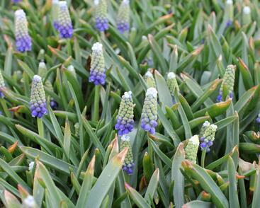Modřenec arménský 'Touch of Snow'