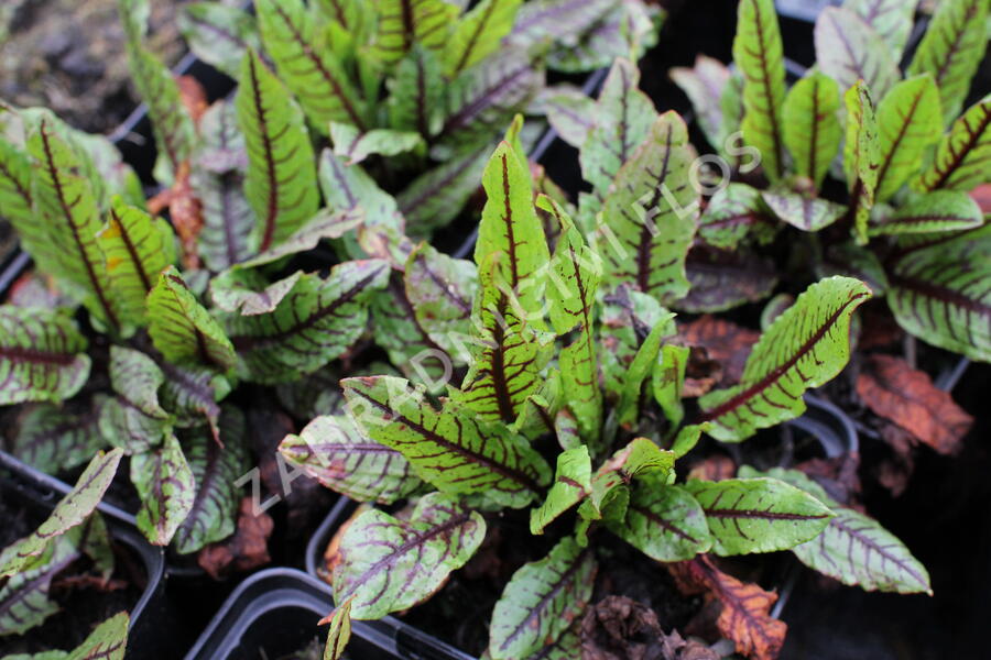 Šťovík krvavý - Rumex sanguinea ssp. sanguineus