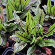 Šťovík krvavý - Rumex sanguinea ssp. sanguineus