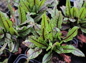 Šťovík krvavý - Rumex sanguinea ssp. sanguineus