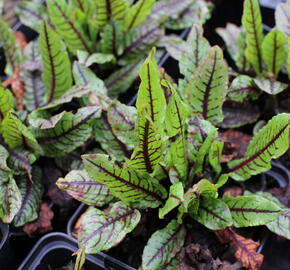 Šťovík krvavý - Rumex sanguinea ssp. sanguineus