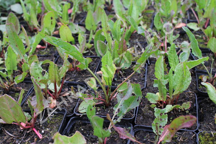 Šťovík kyselý - Rumex acetosa