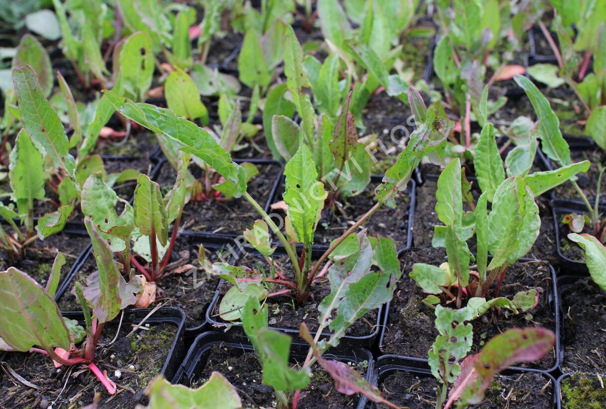 Šťovík kyselý - Rumex acetosa