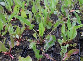 Šťovík kyselý - Rumex acetosa