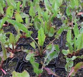 Šťovík kyselý - Rumex acetosa