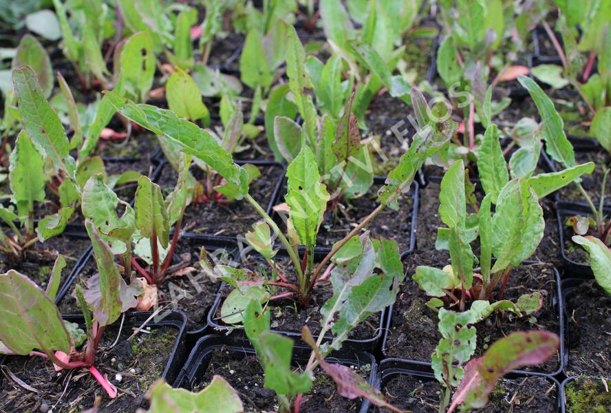 Šťovík kyselý - Rumex acetosa