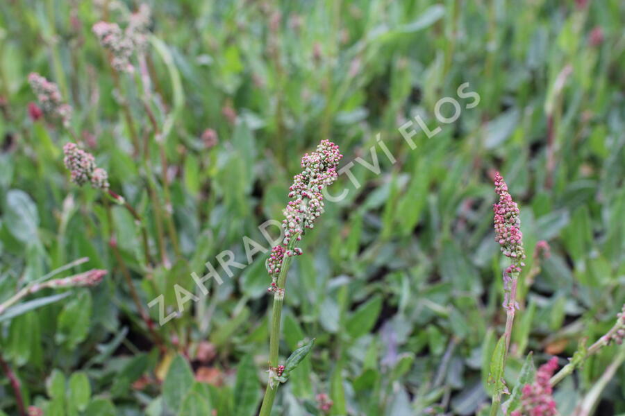 Šťovík kyselý - Rumex acetosa