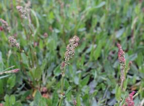 Šťovík kyselý - Rumex acetosa