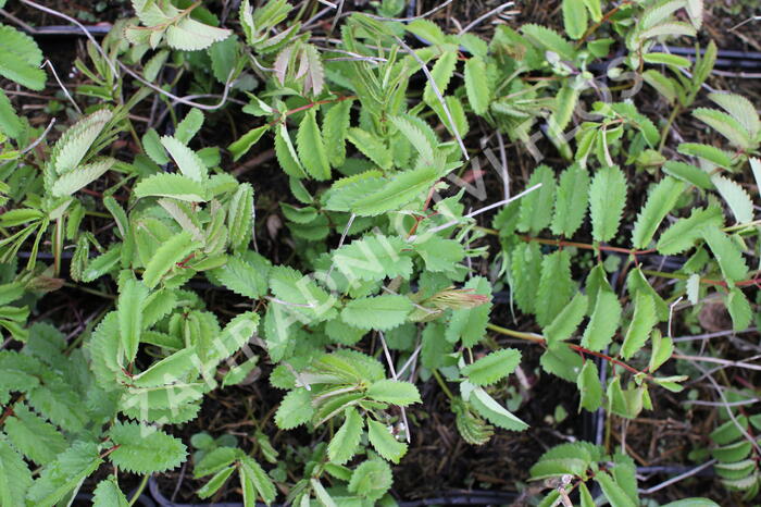 Krvavec toten 'Crimson Queen' - Sanguisorba officinalis 'Crimson Queen'