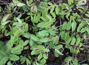 Krvavec toten 'Crimson Queen' - Sanguisorba officinalis 'Crimson Queen'