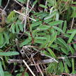 Krvavec 'Can be Raspberry' - Sanguisorba hybrid 'Can be Raspberry'