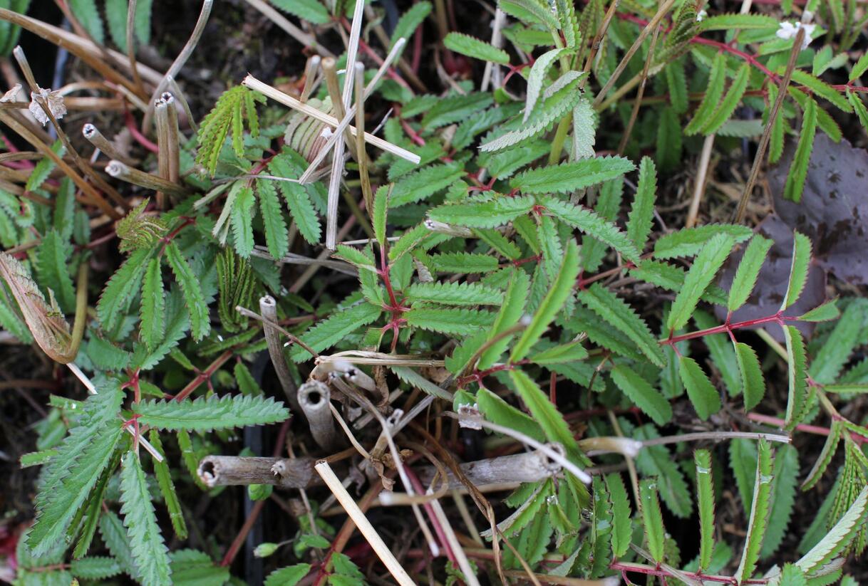 Krvavec 'Can be Raspberry' - Sanguisorba hybrid 'Can be Raspberry'