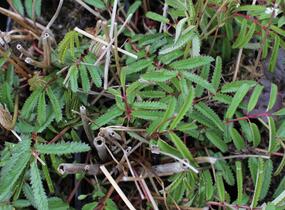 Krvavec 'Can be Raspberry' - Sanguisorba hybrid 'Can be Raspberry'