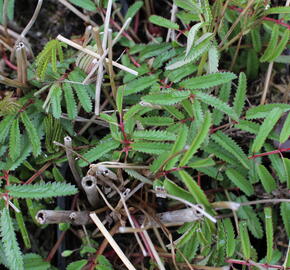 Krvavec 'Can be Raspberry' - Sanguisorba hybrid 'Can be Raspberry'