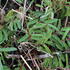 krvavec-can-be-raspberry.jpg