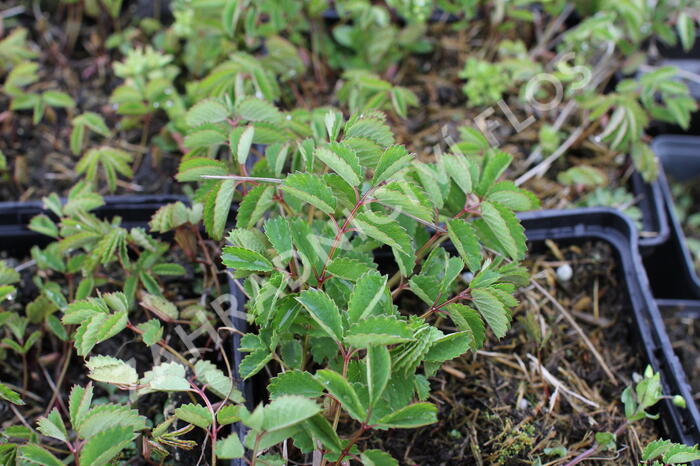 Krvavec toten 'Beetlewings' - Sanguisorba officinalis 'Beetlewings'