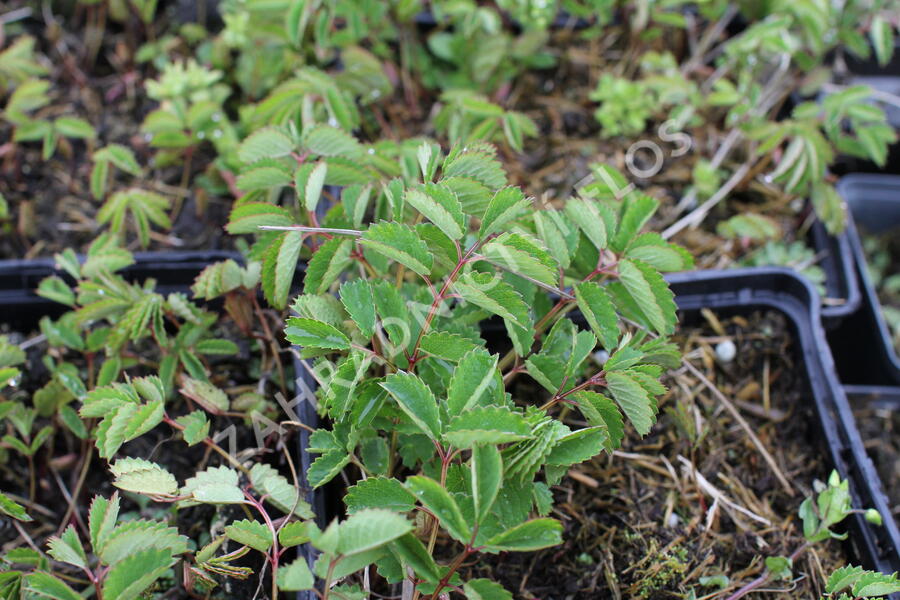 Krvavec toten 'Beetlewings' - Sanguisorba officinalis 'Beetlewings'