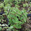 Krvavec toten 'Beetlewings' - Sanguisorba officinalis 'Beetlewings'