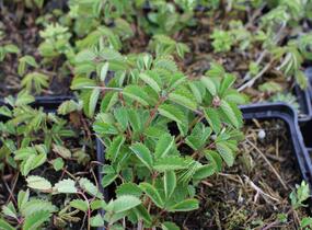Krvavec toten 'Beetlewings' - Sanguisorba officinalis 'Beetlewings'