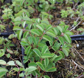 Krvavec toten 'Beetlewings' - Sanguisorba officinalis 'Beetlewings'