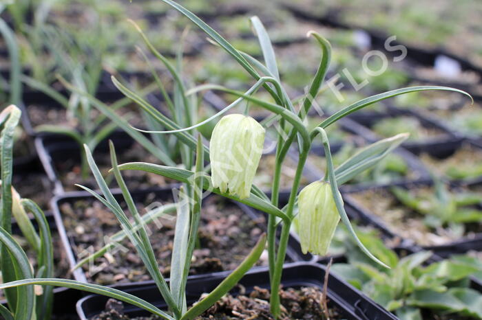 Řebčík kostkovaný 'Alba' - Fritillaria meleagris 'Alba'