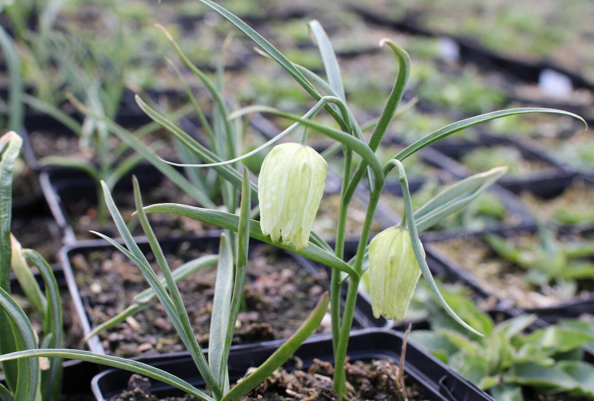 Řebčík kostkovaný 'Alba' - Fritillaria meleagris 'Alba'