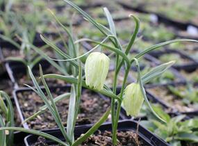Řebčík kostkovaný 'Alba' - Fritillaria meleagris 'Alba'